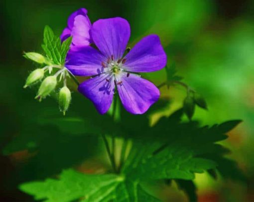 blue forest flower paint by number