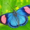 Blue Pink Butterfly paint by numbers