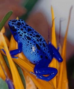 Poisonous Blue Dart Frog paint by numbers