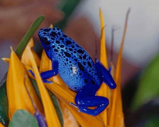 Poisonous Blue Dart Frog paint by numbers