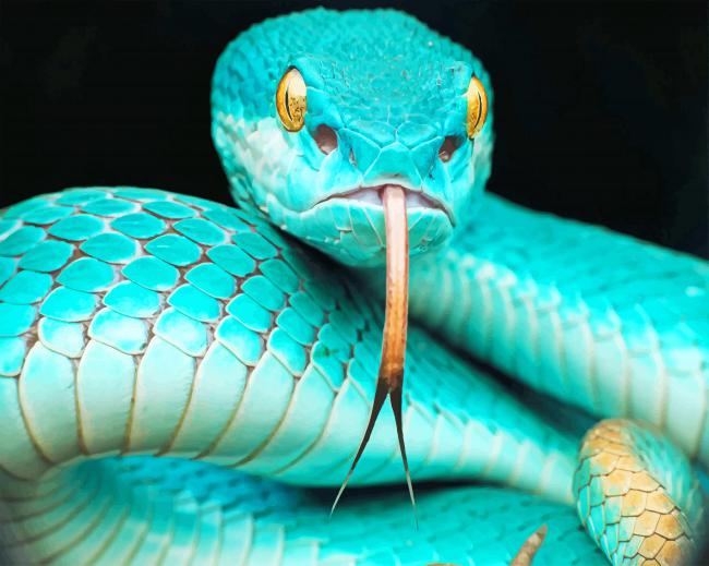 Blue Snake In The Moment paint by numbers