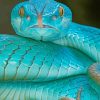 Blue Snake paint by numbers