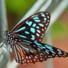 Blue Tiger Butterfly paint by numbers