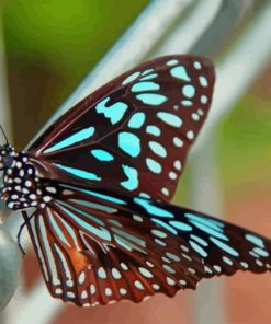 Blue Tiger Butterfly paint by numbers