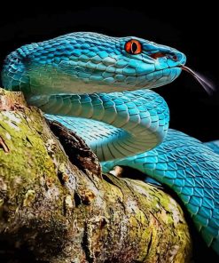 Blue Viper Snake paint by numbers