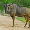 Blue Wildebeest paint by numbers