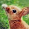 Bunny Sniffing Flowers paint by numbers