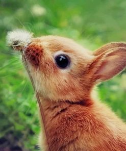 Bunny Sniffing Flowers paint by numbers