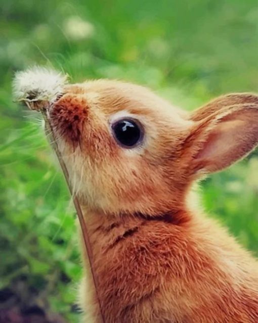 Bunny Sniffing Flowers paint by numbers