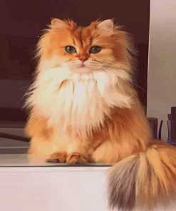 British Longhair Cat Breed paint by numbers