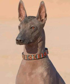 Brown Xoloitzcuintle Dog paint by numbers