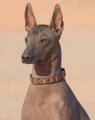 Brown Xoloitzcuintle Dog paint by numbers