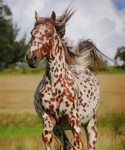 Brown And White Horse paint by numbers