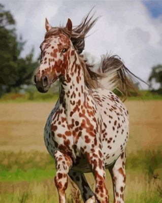 Brown And White Horse paint by numbers