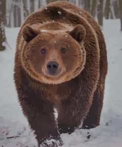 Brown Bear In Snow paint by numbers