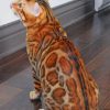 Brown Bengal Cat paint by numbers