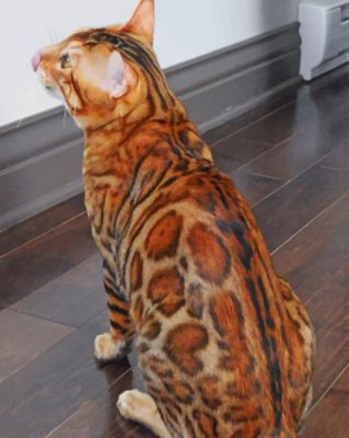 Brown Bengal Cat paint by numbers