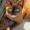 Brown Cat With Blue Eyes paint by numbers