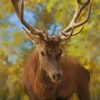 Brown Deer paint by numbers