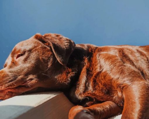 Brown Dog Lying On Bed painting by numbers