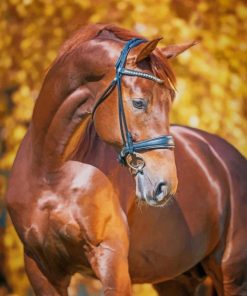 Brown Horse paint by numbers