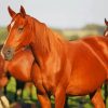 Brown Horses paint by numbers