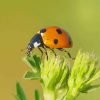 Brown Ladybug paint by numbers