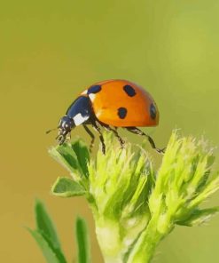 Brown Ladybug paint by numbers