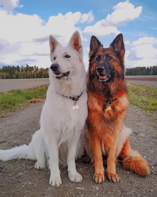 Brown White German Shepherd paint by numbers