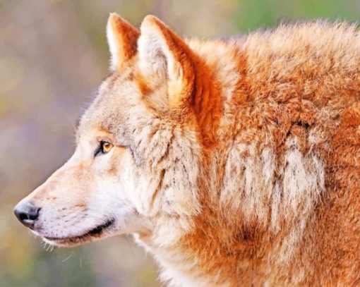 Brown Wild Wolf paint by numbers