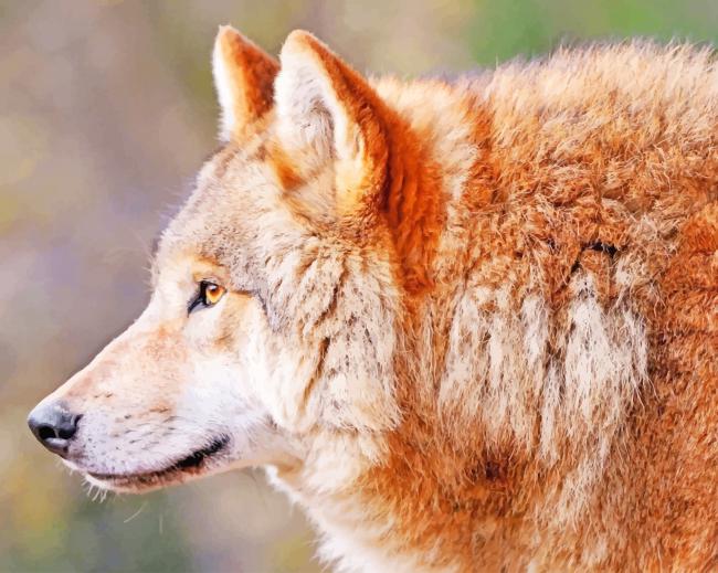 Brown Wild Wolf paint by numbers