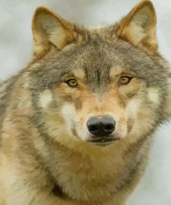 Brown Wolf paint by numbers