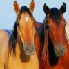 Buckskin Horse And Brown Horse paint by numbers