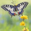 Butterfly In Flowers paint by numbers