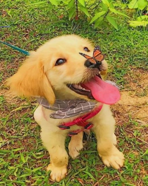 Butterfly Lands On Dogs Nose paint by numbers