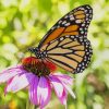 Butterfly on a Flower paint by numbers