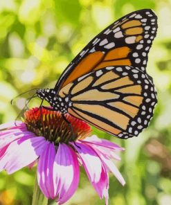 Butterfly on a Flower paint by numbers