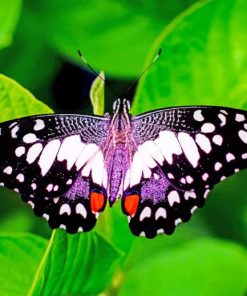 Butterfly On A Green Leaf paint by numbers