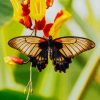 Butterfly On A Yellow Rose paint by numbers