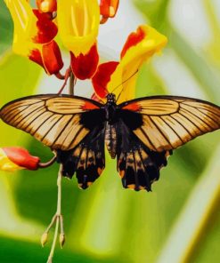 Butterfly On A Yellow Rose paint by numbers