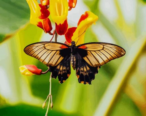 Butterfly On A Yellow Rose paint by numbers