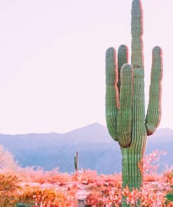 Cactus In The Desert paint by numbers