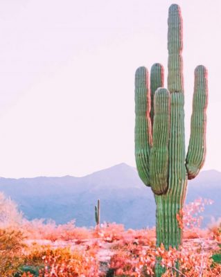 Cactus In The Desert paint by numbers