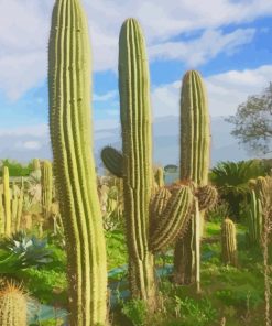 Cactus Plants paint by numbers