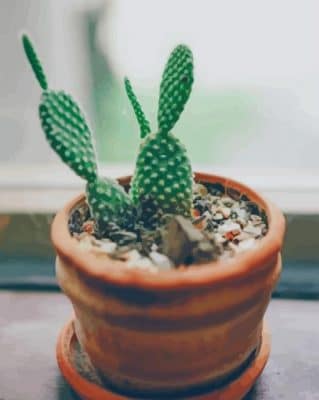 cactus paint by numbers
