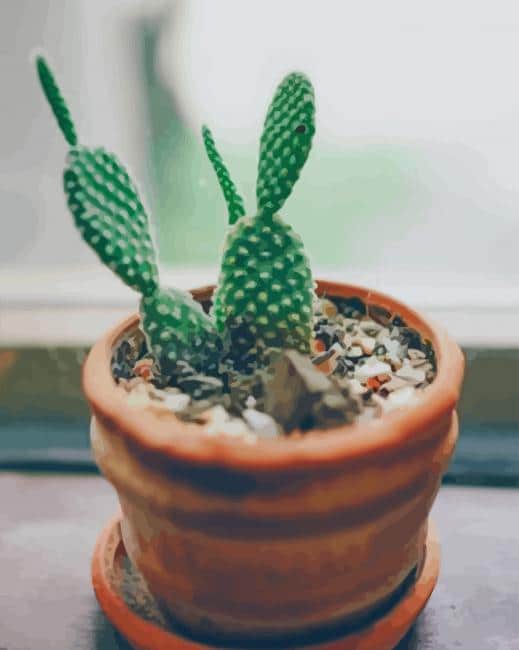 cactus paint by numbers
