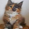 Calico Maine Coon kitten paint by numbers