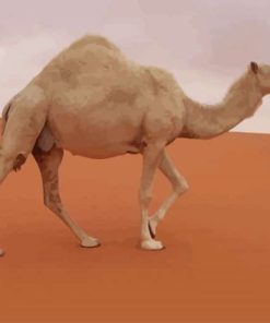 Camel In The Desert paint by numbers