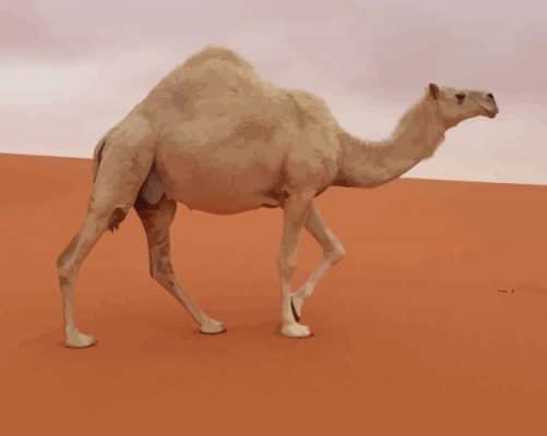 Camel In The Desert paint by numbers