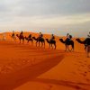 Camels In Caravan Desert paint by number